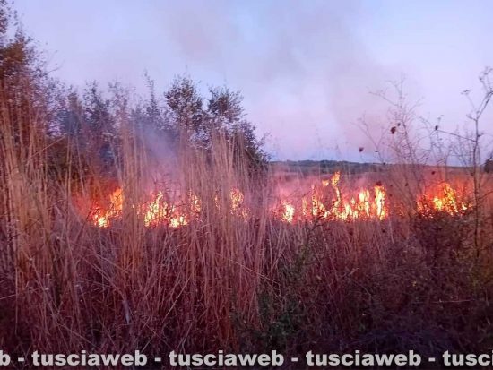 Blera - Sterpaglie e uliveti in fiamme