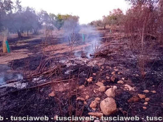 Blera - Sterpaglie e uliveti in fiamme