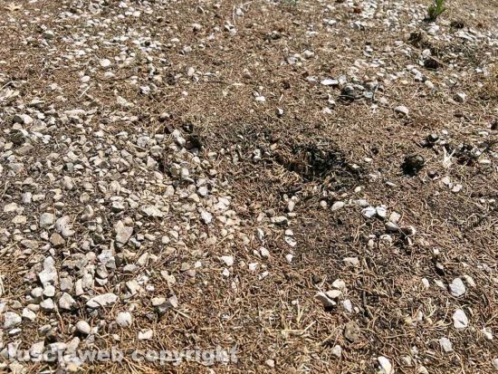 Viterbo - Il degrado e l'abbandono del cimitero San Lazzaro