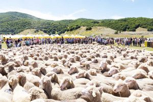 Rieti - Coldiretti alla festa della transumanza sull'Altopiano di Rascino