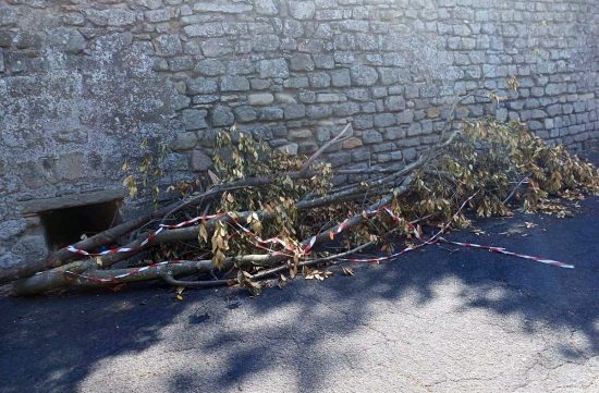 Viterbo - Rami in strada al Pilastro