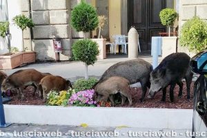 Viterbo - I cinghiali invadono la nuova aiuola di piazza della Rocca