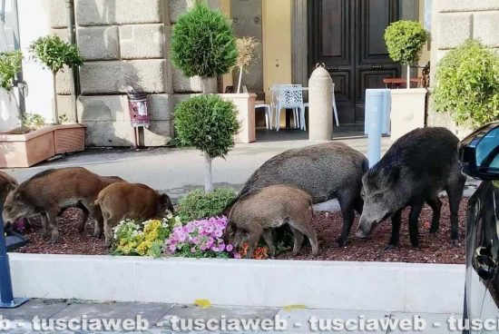 Viterbo - I cinghiali invadono la nuova aiuola di piazza della Rocca