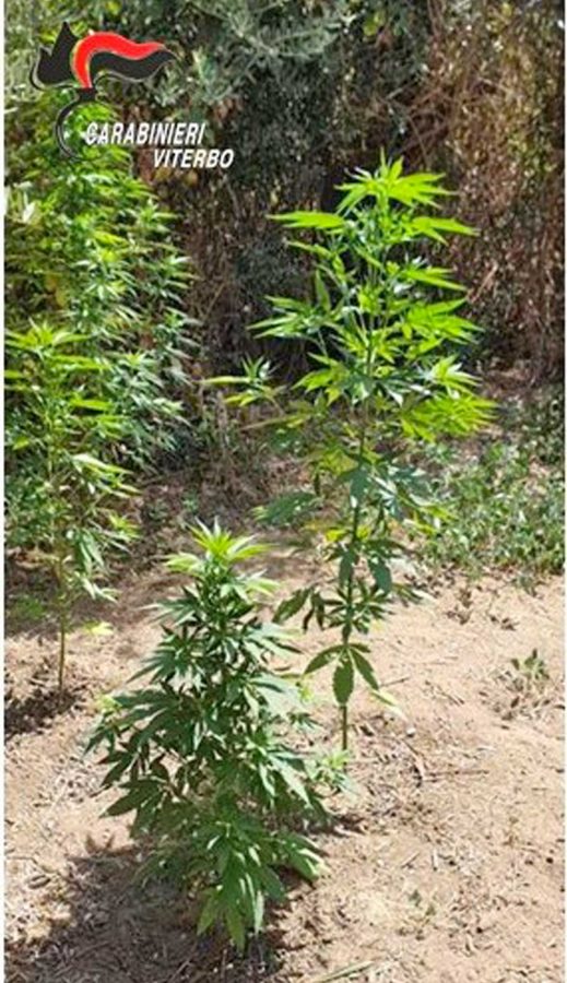 Faleria - Carabinieri - Le piante di cannabis