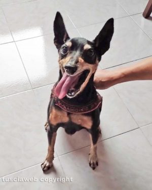 Cane trovato a Bagnaia
