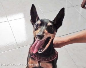 Cane trovato a Bagnaia