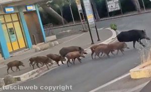 Viterbo - Cinghiali in via Genova