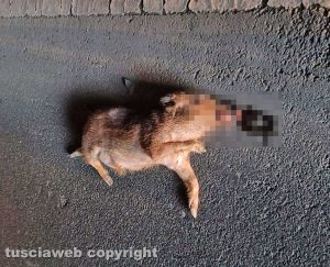 Viterbo - Carcassa cinghiale dopo un incidente