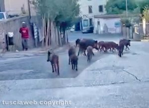 Viterbo - Cinghiali in corsa da piazza San Faustino al Pilastro