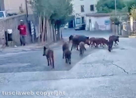 Viterbo - Cinghiali in corsa da piazza San Faustino al Pilastro