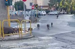 Viterbo - Cinghiali in corsa da piazza San Faustino al Pilastro