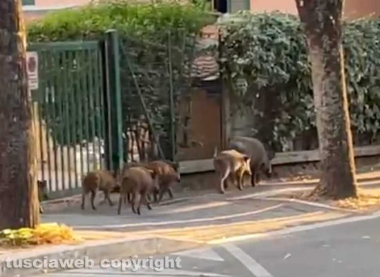 Viterbo - Cinghiali in corsa da piazza San Faustino al Pilastro