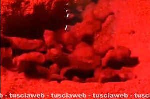 Tarquinia - Nate altre 14 tartarughe Caretta Caretta