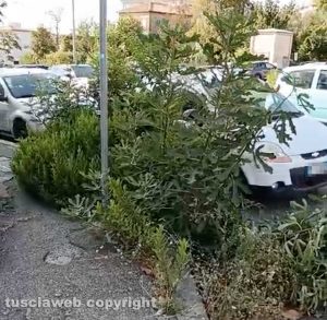 Viterbo - Erba alta nel parcheggio di via Cardarelli