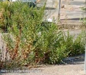 Viterbo - Erba alta nel parcheggio di via Cardarelli