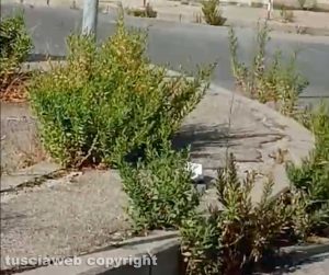 Viterbo - Erba alta nel parcheggio di via Cardarelli