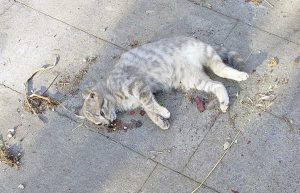 Bagnaia - La gattina Schizza