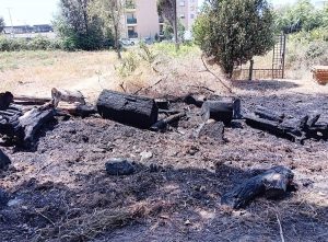Tarquinia - Catasta di legno a fuoco vicino alla vecchia Aurelia