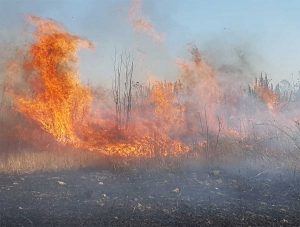 Montalto di Castro - Vasto incendio di sterpaglie