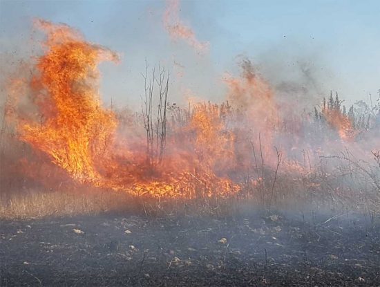 Montalto di Castro - Vasto incendio di sterpaglie a Pescia Romana