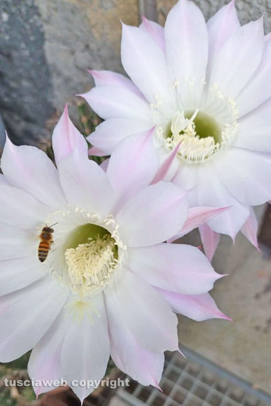 Fiori di cactus