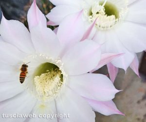 Fiori di cactus