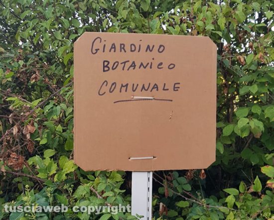 Viterbo - Le piante e le erbacce lungo strada Respoglio hanno quasi chiuso una corsia di marcia