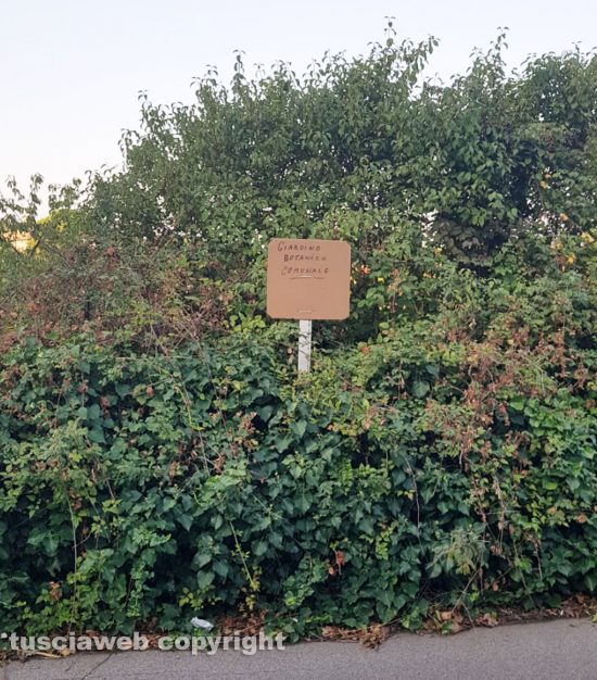Viterbo - Le piante e le erbacce lungo strada Respoglio hanno quasi chiuso una corsia di marcia