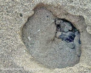 Sant'Agostino - La schiusa delle uova di tartaruga Caretta Caretta al lido L'altra isola