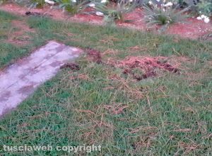 Viterbo - Buche al parco Melvin Jones