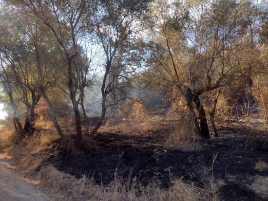 San Lorenzo Nuovo - Vasto incendio boschivo