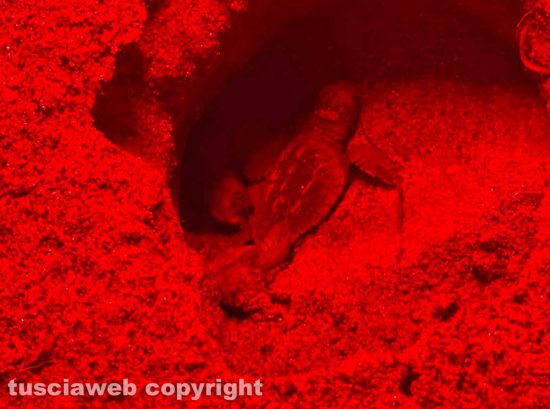 Sant'Agostino - La schiusa delle uova di tartaruga Caretta Caretta al lido L'altra isola