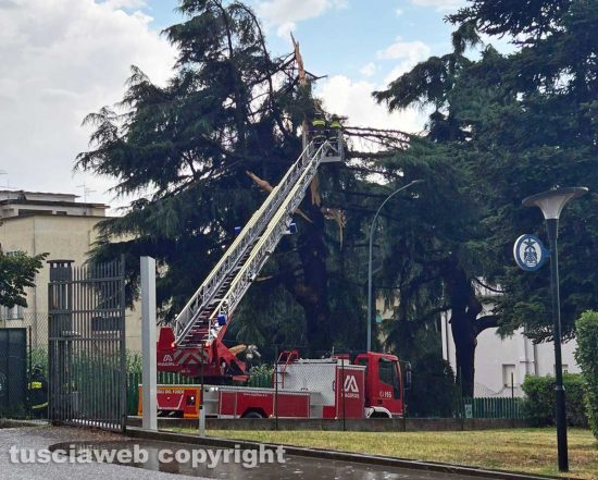Viterbo - Maltempo - Albero spezzato in via Sabotino