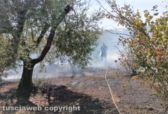 Faleria - Incendio di sterpaglie