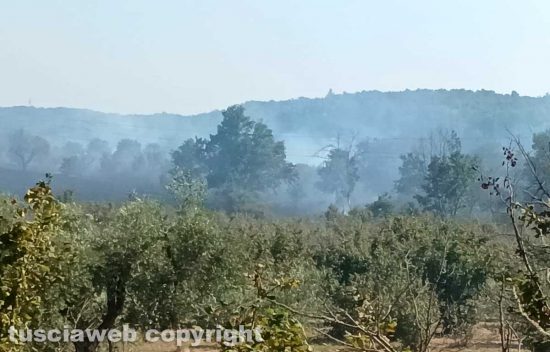 Faleria - Incendio di sterpaglie
