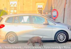 Viterbo - Un cinghialetto davanti al monastero di Santa Rosa