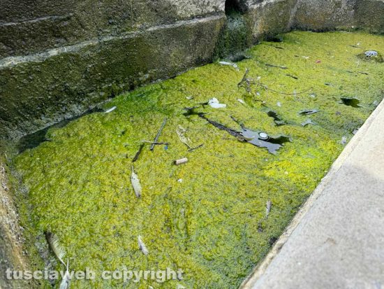 Viterbo - La fontana del Vignola a piazza della Rocca fotografata dal consigliere comunale Giulio Marini alle ore 16 di domenica 4 agosto 2024