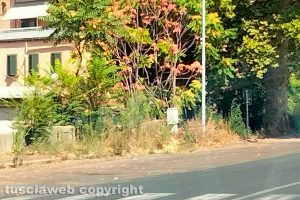 Viterbo - Incuria lungo il marciapiedi di via Romiti