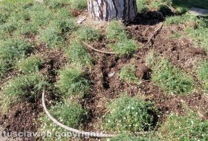Distrutto dai cinghiali il parco Melvin Jones inaugurato a giugno