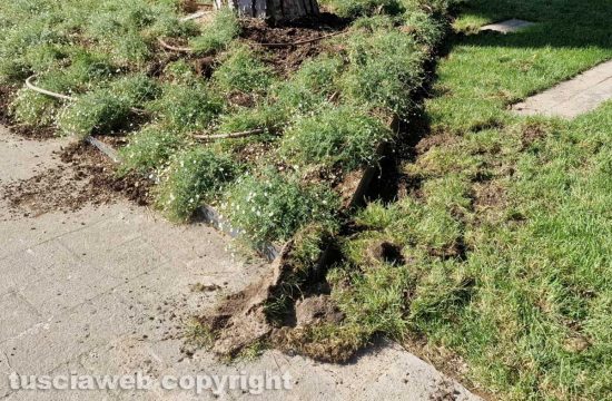 Distrutto dai cinghiali il parco Melvin Jones inaugurato a giugno