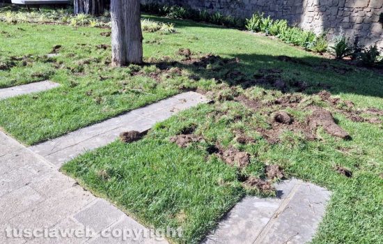 Distrutto dai cinghiali il parco Melvin Jones inaugurato a giugno