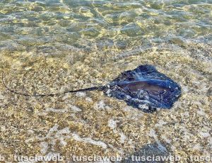 Una razza a Santa Marinella