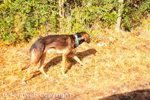 Viterbo - Il cane avvistato in via Gramignana