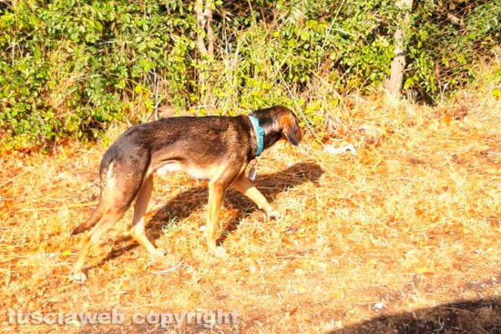 Viterbo - Il cane avvistato in via Gramignana