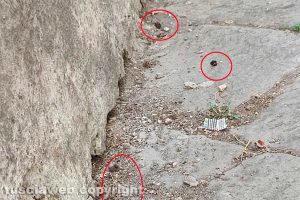 Viterbo - Escrementi in via Sant'Egidio