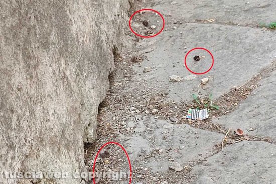 Viterbo - Escrementi in via Sant'Egidio
