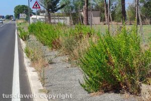Viterbo - Erbacce lungo uno dei marciapiedi sulla Tuscanese