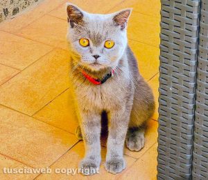 Viterbo - Gatto certosino trovato in strada Mammagialla