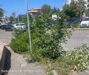 Viterbo - Erba alta in via Cardarelli