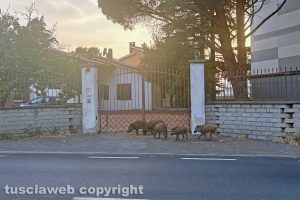 Viterbo - Cinghiali in via Monte Cervino